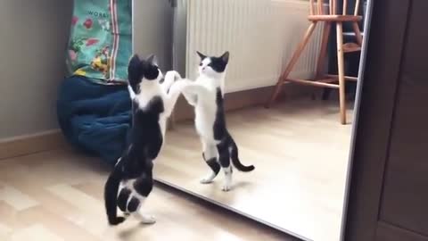 Funny Cat And mirror Video|Funny video|What's App Videos|30 Seconds Status Video|