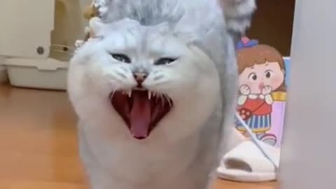 🤣LAUGH TO FAINT😹CATs will make you LAUGH all day😹 - Funny Cats Life