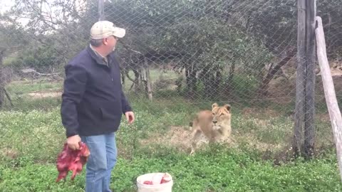 Feeding an angry, injured lion in Africa wow