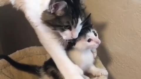 wach Cat stops her baby from falling waaw!!!
