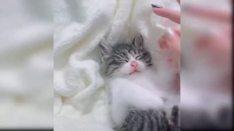 How to Make Kittens Fall Asleep Instantly