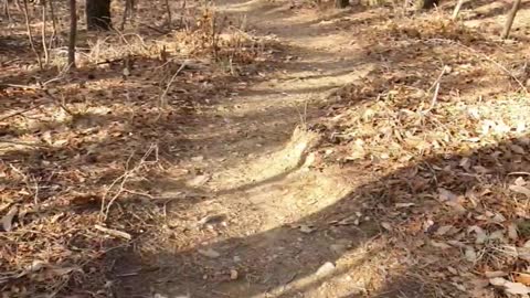 Dog poodle walking in the mountains