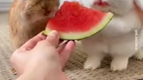 Cute Rabbit eating watermelon - shorts