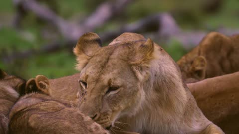 Lioness Grooming