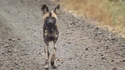 The inspiring Story of Africa's Wild Dogs - Rhino Africa_Cut.mp4