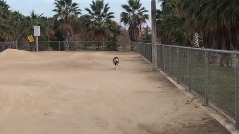 Watch your Husky run by running