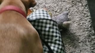 Dog makes toy mess