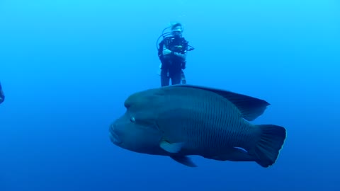 napoleon fish afraid of swimmers