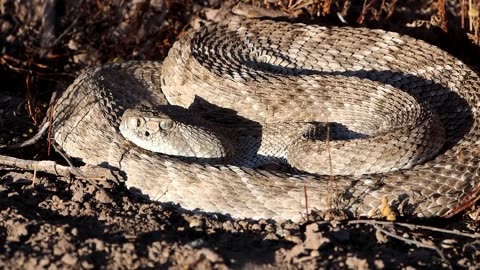 Deadly Western Diamondback Rattler