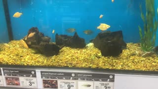 Fish caught kissing in a pet store