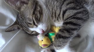 Small Cat Loves His Toy Kitten
