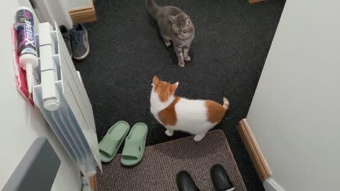 Cat Meows At Another Cat