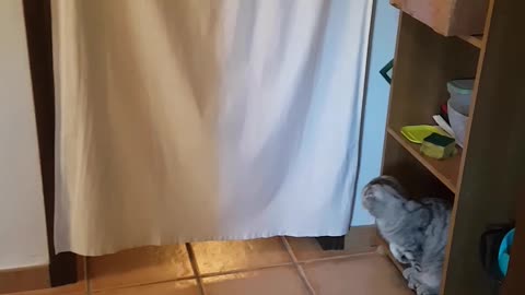Cat Ambushes Pug Every Time He Walks Through Curtain