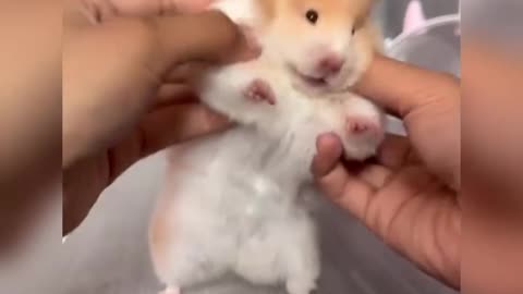 dancing hamster