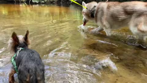 3 dogs have fun at the lake