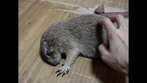 Belyashik gopher enjoys massage