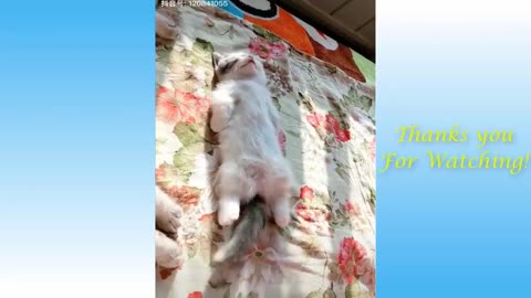 Videos of funny animals 2021kkkk