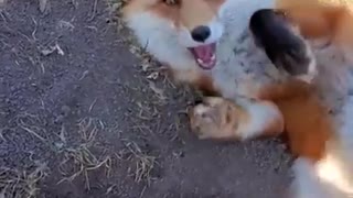 Fox Steals Phone From Owner