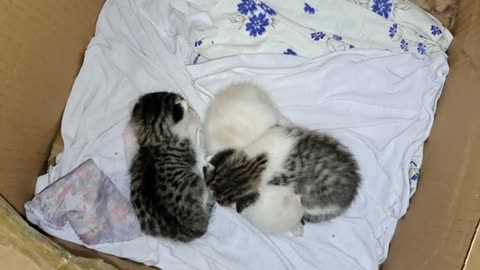 I held the baby kittens. Kittens meow