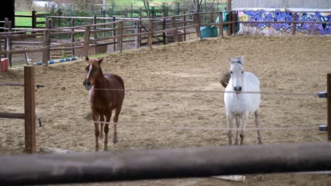 The mother refuses to sleep with her son and the teenage horse wants that