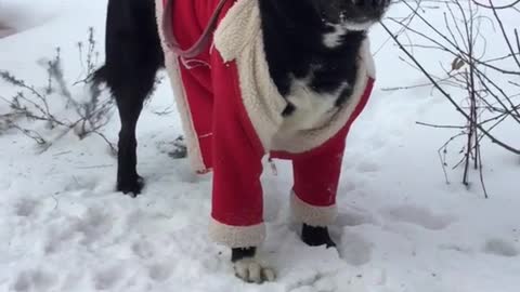 Black dog red christmas sweater