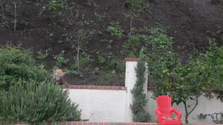 Three Coyotes Wrestle In The Backyard
