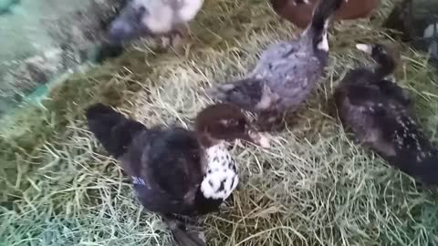Some young Muscovy ducks