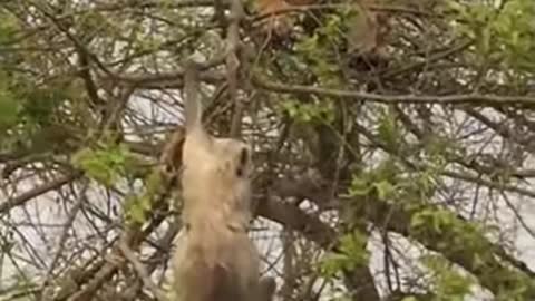 Tiger Attack Monkey On Tree ! Animals Video ! Wild Animals ! Monkey Video ! Tiger Video