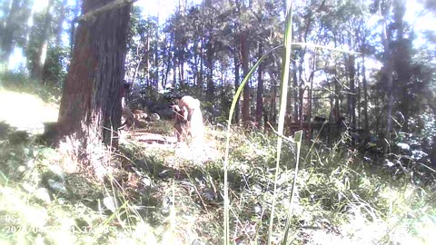 Scooty Cleaning his Coat in the Winter Sun #1