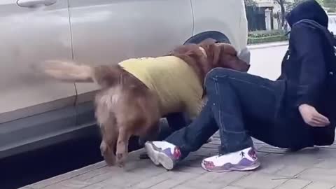 The Dog Knows How to Think and do Good Deeds to Help the Owner