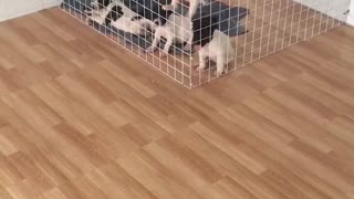 Puppies Tag Team Adorable Escape