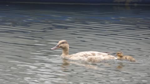 Mother & Baby Swimming in Maidstone River, UK 2022