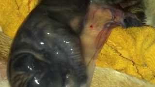 Newborn Puppy Still Inside Amniotic Sac