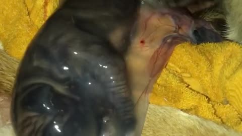 Newborn Puppy Still Inside Amniotic Sac