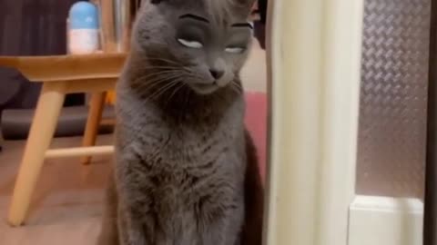 Incredible and Funny Cat😍🤣