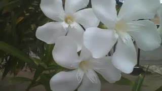 Beautiful white oleander flowers in the square, are very beautiful! [Nature & Animals]