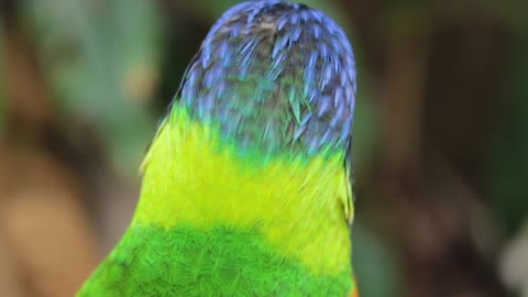 See the most beautiful parrot birds in bright and beautiful colours.
