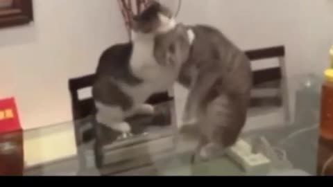 Two Cat fighting Aww fight 😍