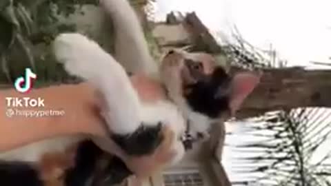 Cute little funny cats video