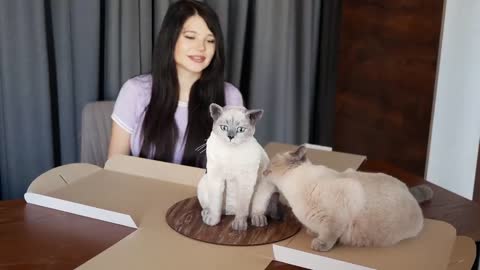 Cat reaction to cake that is similar cat