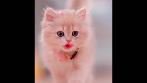 Cute kittens cat video funny cat video 😂