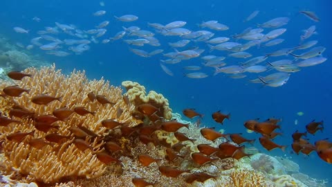 Different tropical fish shoals in coral garden