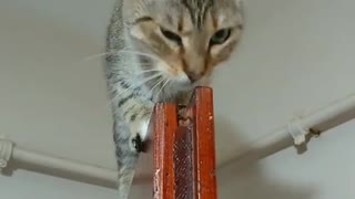 Acrobatic Cat Chills Out On Top Of Door