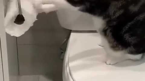 Best Funny Cute Cats Viral Clips