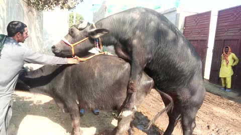 Buffalo mating season in my village