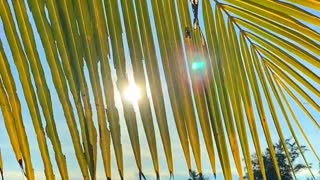 Sun Shinning Through Coconut Leaves