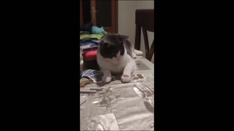 FUNNY CAT VIDEO