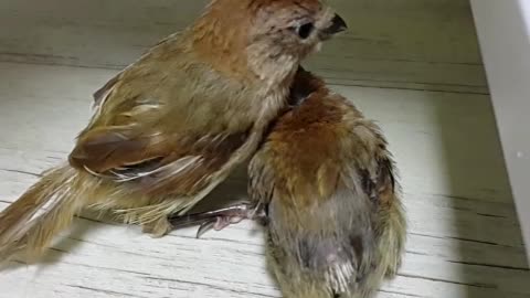 Parrotbill taking care of each other.