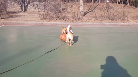 Dog playing ball for the first time to see a Korean basketball ball :)2