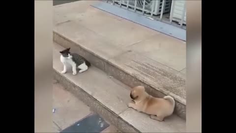 Cat vs dog cute fighting